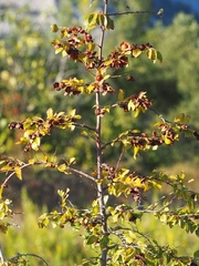 Paliurus spina-christi