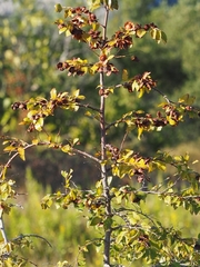 Paliurus spina-christi