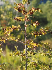 Paliurus spina-christi