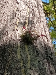 Tillandsia aeranthos