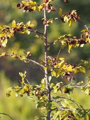 Paliurus spina-christi