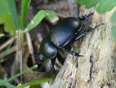 Geotrupidae