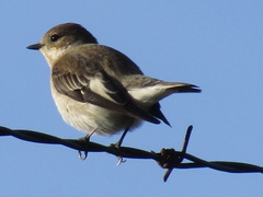 Ficedula hypoleuca