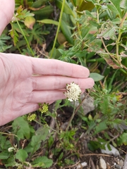 Scabiosa ochroleuca