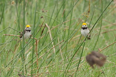Ploceus benghalensis