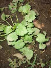 Modiola caroliniana