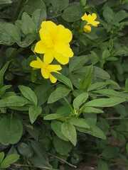Jasminum mesnyi