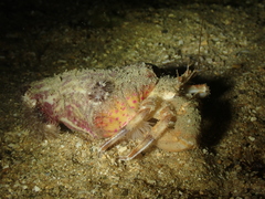 Calliactis parasitica