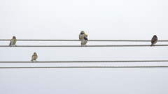 Ploceus benghalensis