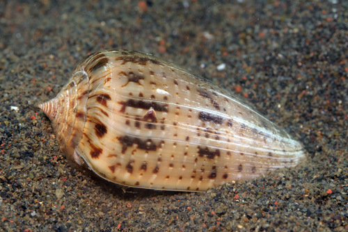 Conus cinereus observed 2012-11-03