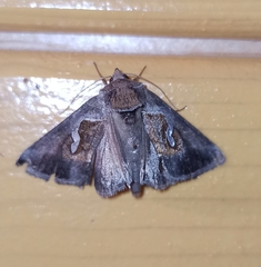 Macdunnoughia confusa