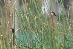 Ploceus benghalensis