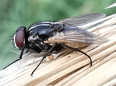Musca domestica