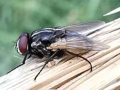 Musca domestica
