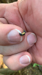 Evergestis rimosalis