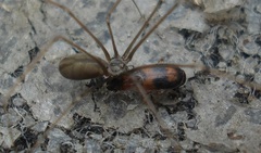 Pholcus opilionoides