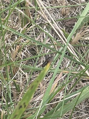 Allonemobius fasciatus