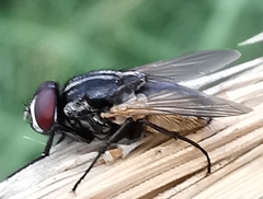 Musca domestica