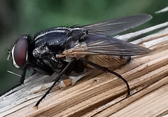 Musca domestica