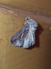 Macdunnoughia confusa