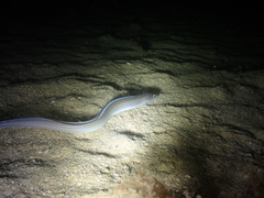 Conger conger