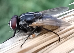Musca domestica