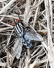 Graphomya maculata