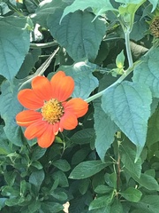 Tithonia rotundifolia