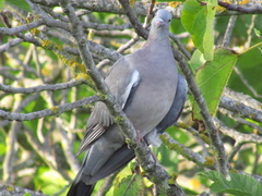 Columba palumbus