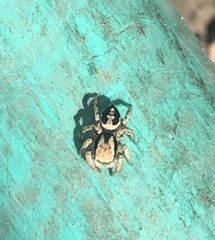 Habronattus pyrrithrix