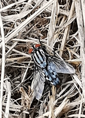 Graphomya maculata
