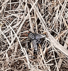 Graphomya maculata