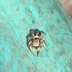 Habronattus pyrrithrix