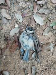 Lophophanes cristatus