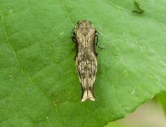 Agrilus langei