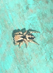 Habronattus pyrrithrix