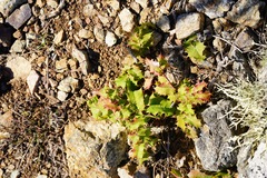 Berberis pinnata pinnata