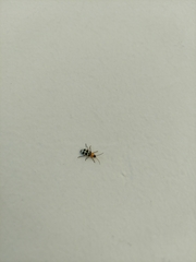 Paranapiacaba tricincta