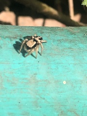Habronattus pyrrithrix