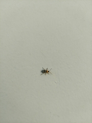 Paranapiacaba tricincta