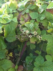 Rubus corylifolius