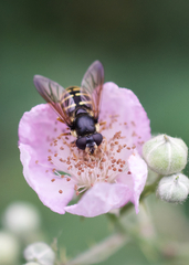 Sericomyia chalcopyga