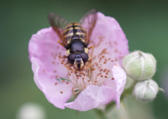 Sericomyia chalcopyga