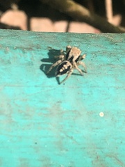 Habronattus pyrrithrix