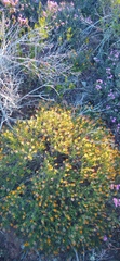 Gorteria integrifolia