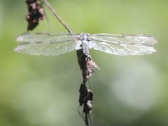 Libellula incesta