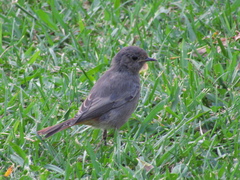 Phoenicurus ochruros