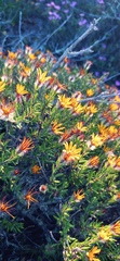 Gorteria integrifolia