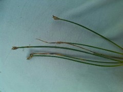 Eleocharis ovata