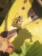 Habronattus pyrrithrix